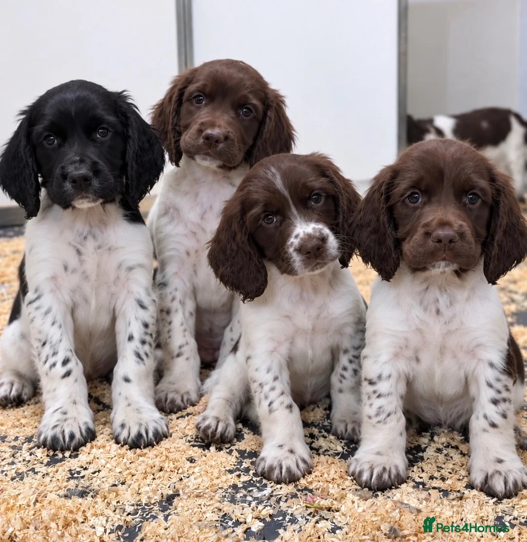 English Springer Spaniel dogs for sale: Stunning KC Reg springer spaniels in South Molton - Advert 1