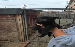 German Shepherd dogs for sale: 2 female German shepherd female pups - Image 1