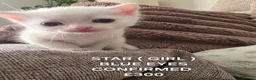 Mixed Breed cats for sale: beautiful kittens blue eyes ready 16th may - Advert 11
