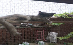 Maine Coon cats for sale: Maicoon XXL  - Image 4