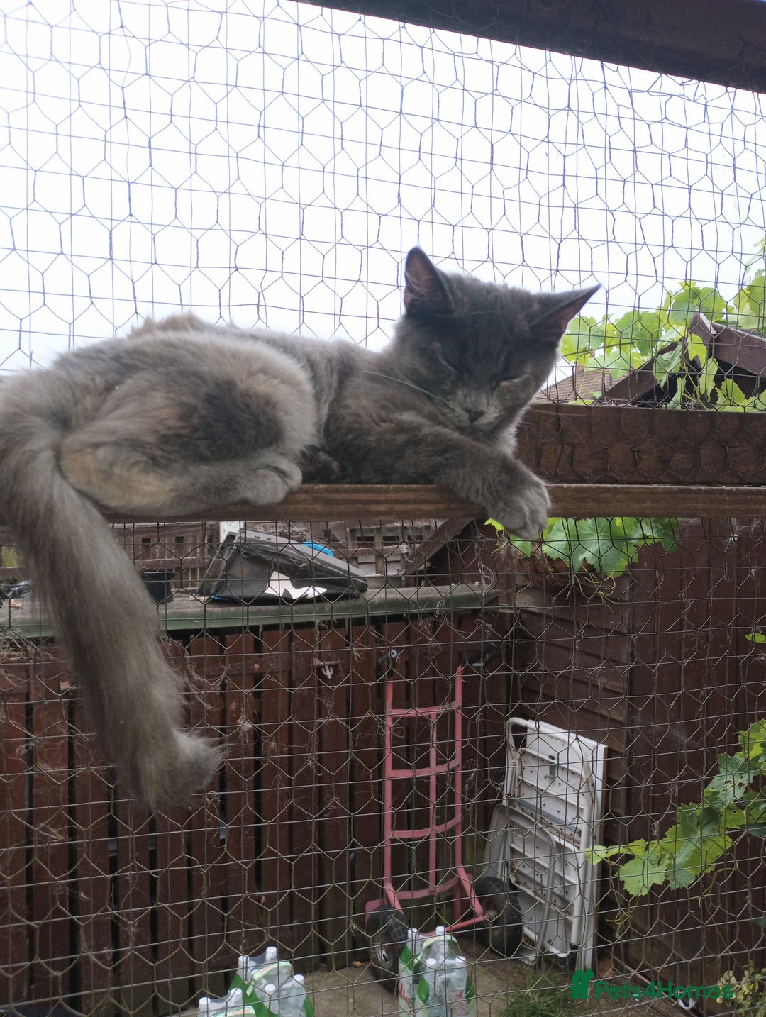 Maine Coon cats for sale: Maicoon XXL  - Image 4