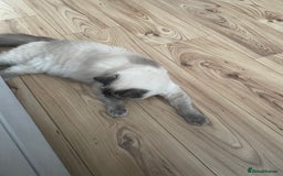 Ragdoll cats for sale: Blue point ragdoll female for sale 🩷 - Image 9
