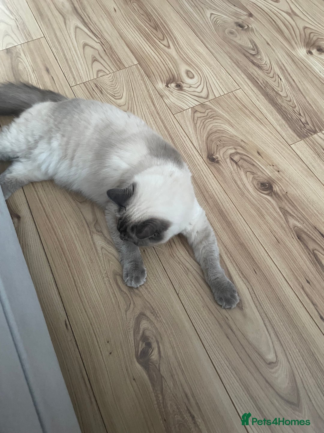 Ragdoll cats for sale: Blue point ragdoll female for sale 🩷 - Image 9