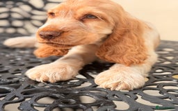 Cocker Spaniel dogs for sale: Show type cocker spaniels 🐶 ready now 🐶 - Image 12