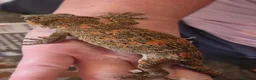 Gecko reptiles for sale: Gargoyle gecko orange blotched - Advert 2