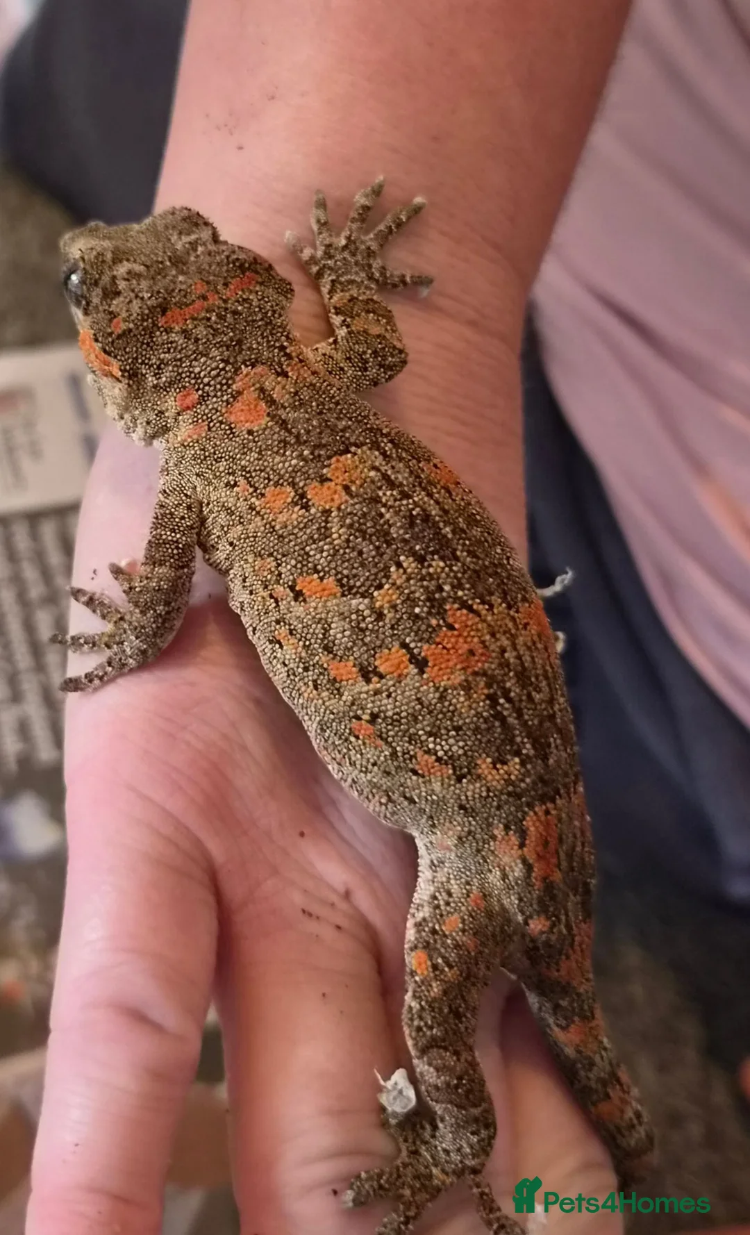Gecko reptiles for sale: Gargoyle gecko orange blotched - Advert 2