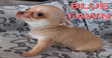 Chihuahua dogs - Advert 16