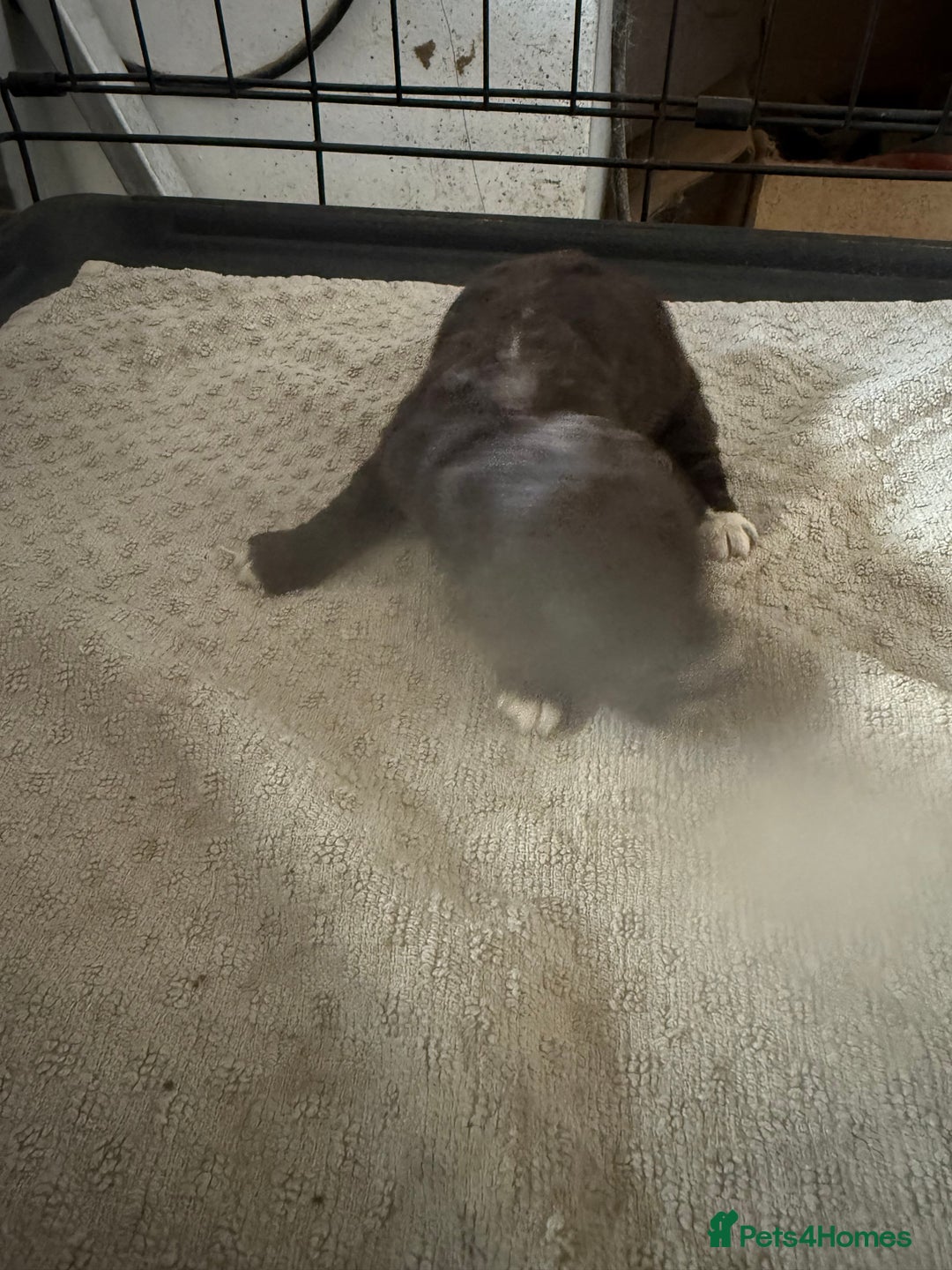 Cockapoo dogs for sale: Miniature cockapoos - Advert 14