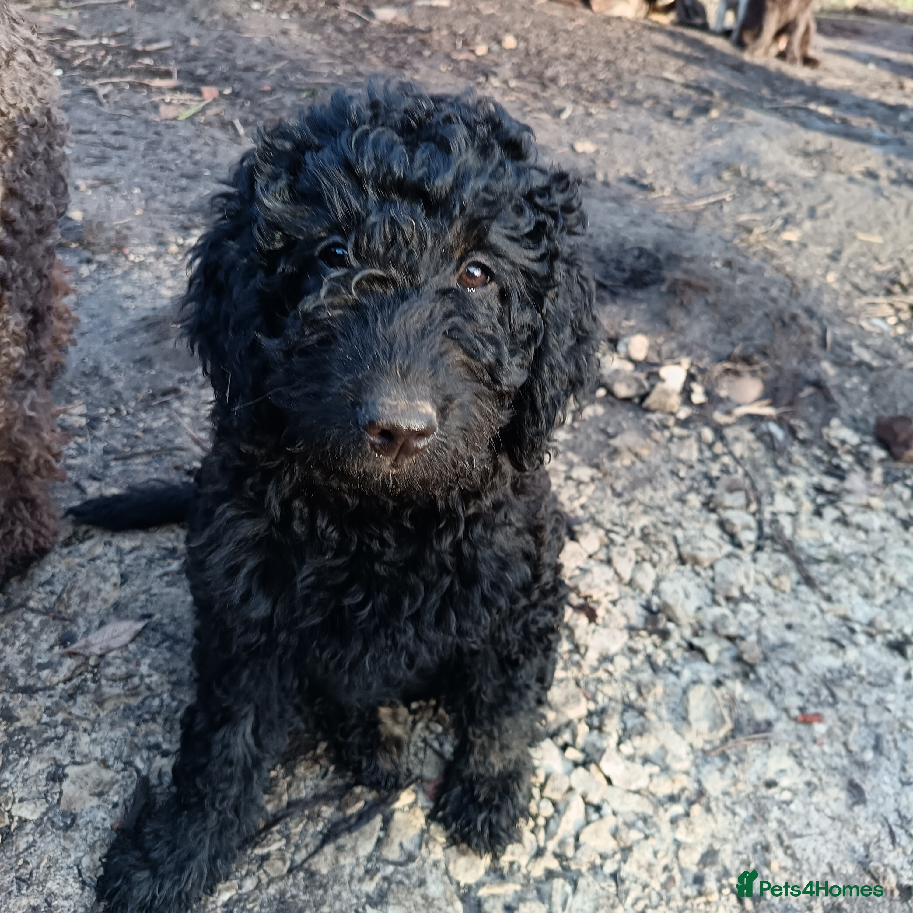 Australian Labradoodle dogs Health Tested ✔️ BOTH✔️ Parents HIP& ELBOW scored - Advert 2
