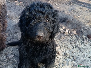 Australian Labradoodle dogs Health Tested ✔️ BOTH✔️ Parents HIP& ELBOW scored - Advert 5