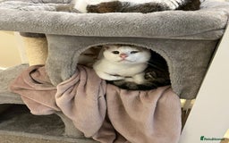 Mixed Breed cats for adoption: [Indoors only] Tom, Bryan, Ezzie: cuddliest boys - Image 12