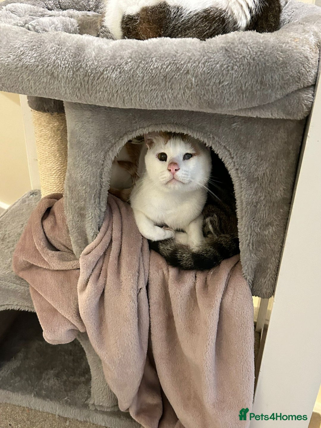 Mixed Breed cats for adoption: [Indoors only] Tom, Bryan, Ezzie: cuddliest boys - Image 12