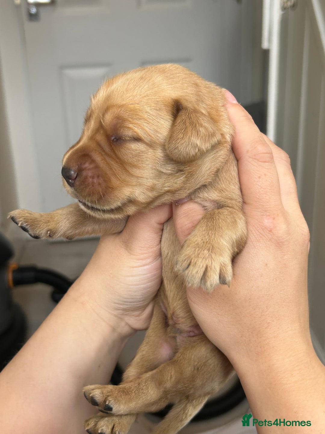 Springador dogs for sale: 3/4 Labrador (Springador x Labrador) Pups for Sale - Image 7