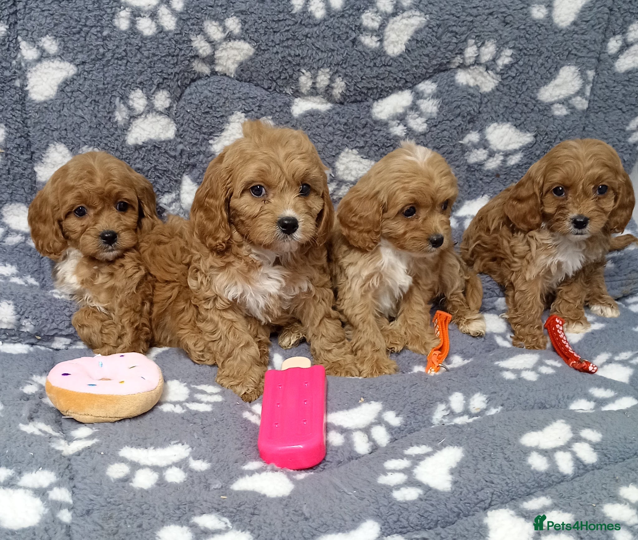 Cavapoo dogs Cavapoo puppies  - Advert 1