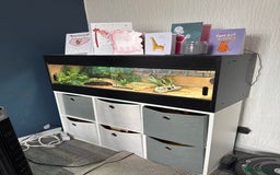 Bearded Dragon reptiles for sale: Pigmy Bearded dragon and home £100 - Image 6