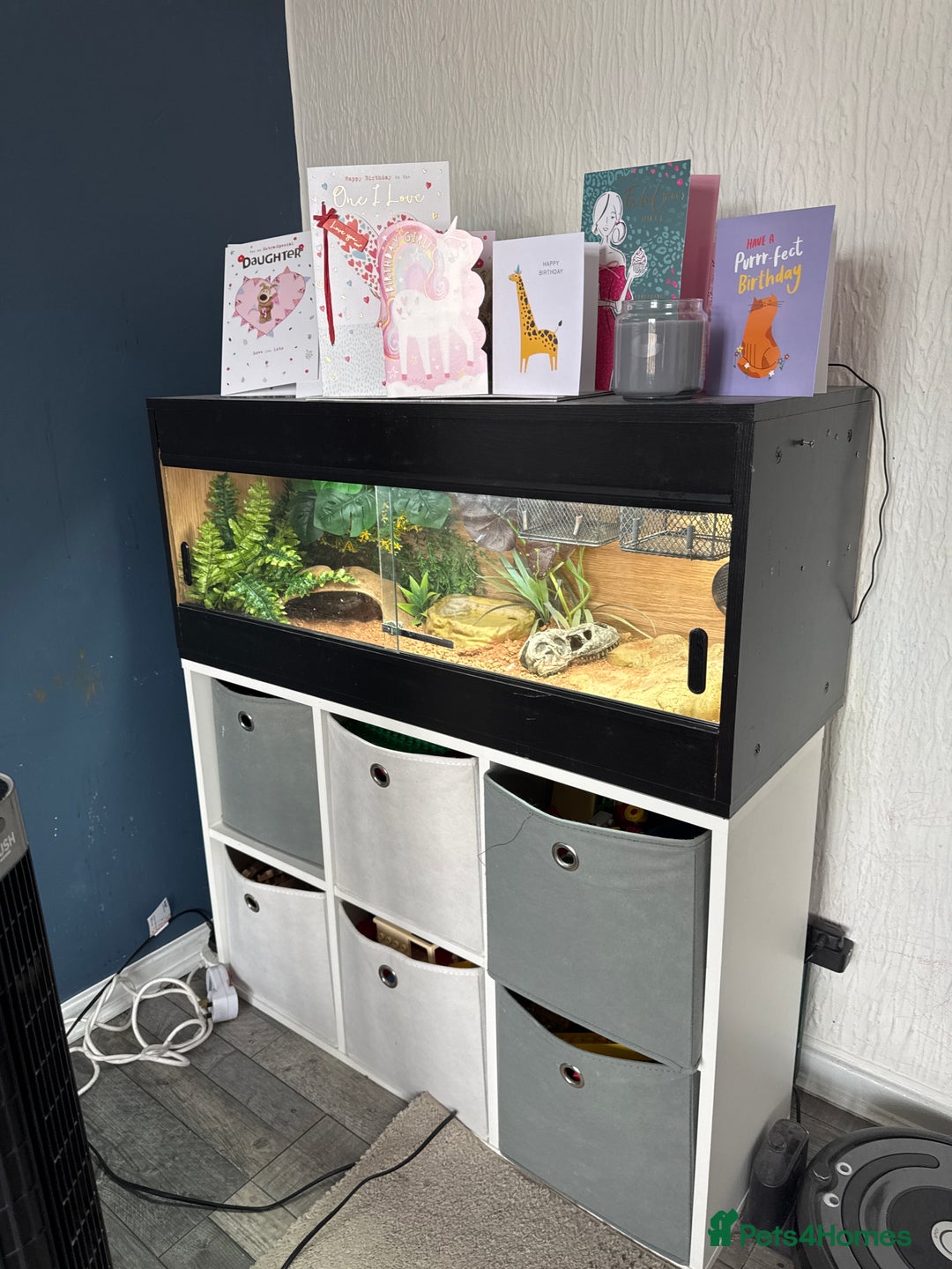 Bearded Dragon reptiles for sale: Pigmy Bearded dragon and home £100 - Image 6