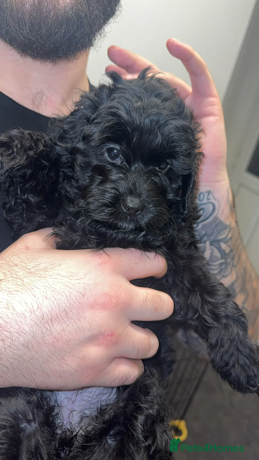 Cockapoo dogs for sale: Female Phantom cockapoo - Advert 2