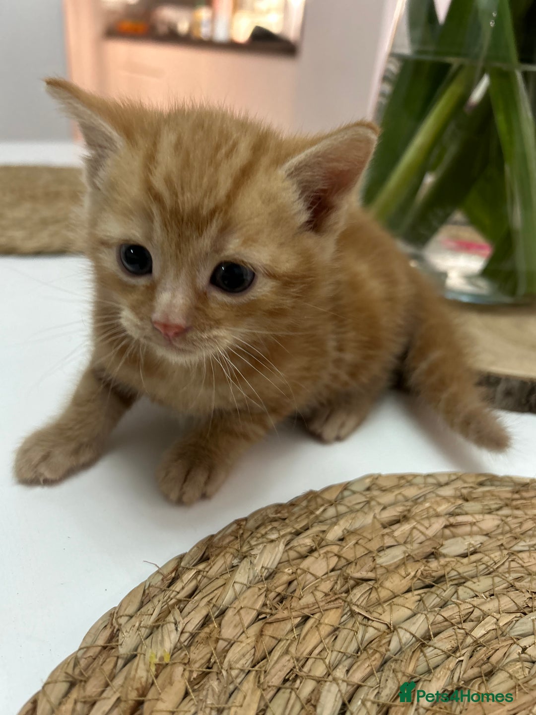 Mixed Breed cats for sale: 3 kittens for sale- 1 boy and 2 girls  - Image 2