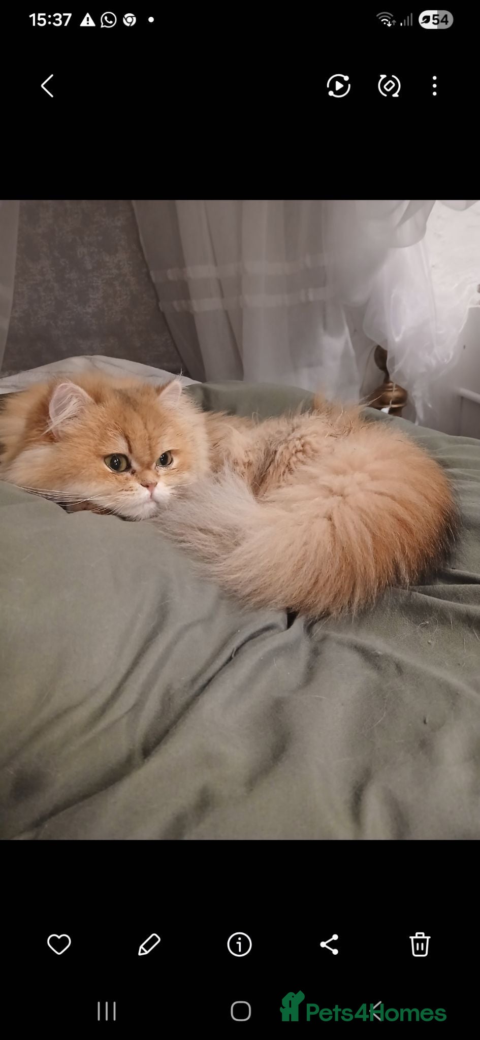 British Shorthair cats Teddy face kitten with extra long hair  - Advert 18