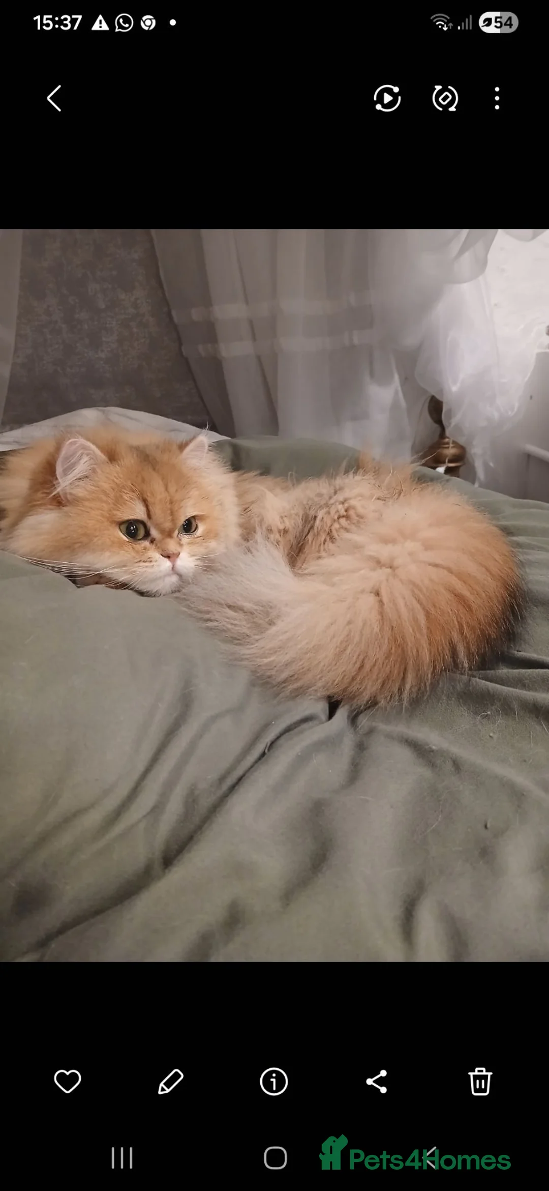 British Shorthair cats for sale: Teddy face kitten with extra long hair  in Bridgwater - Advert 2