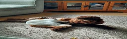 Sproodle dogs for sale: Sproodles  - Advert 16