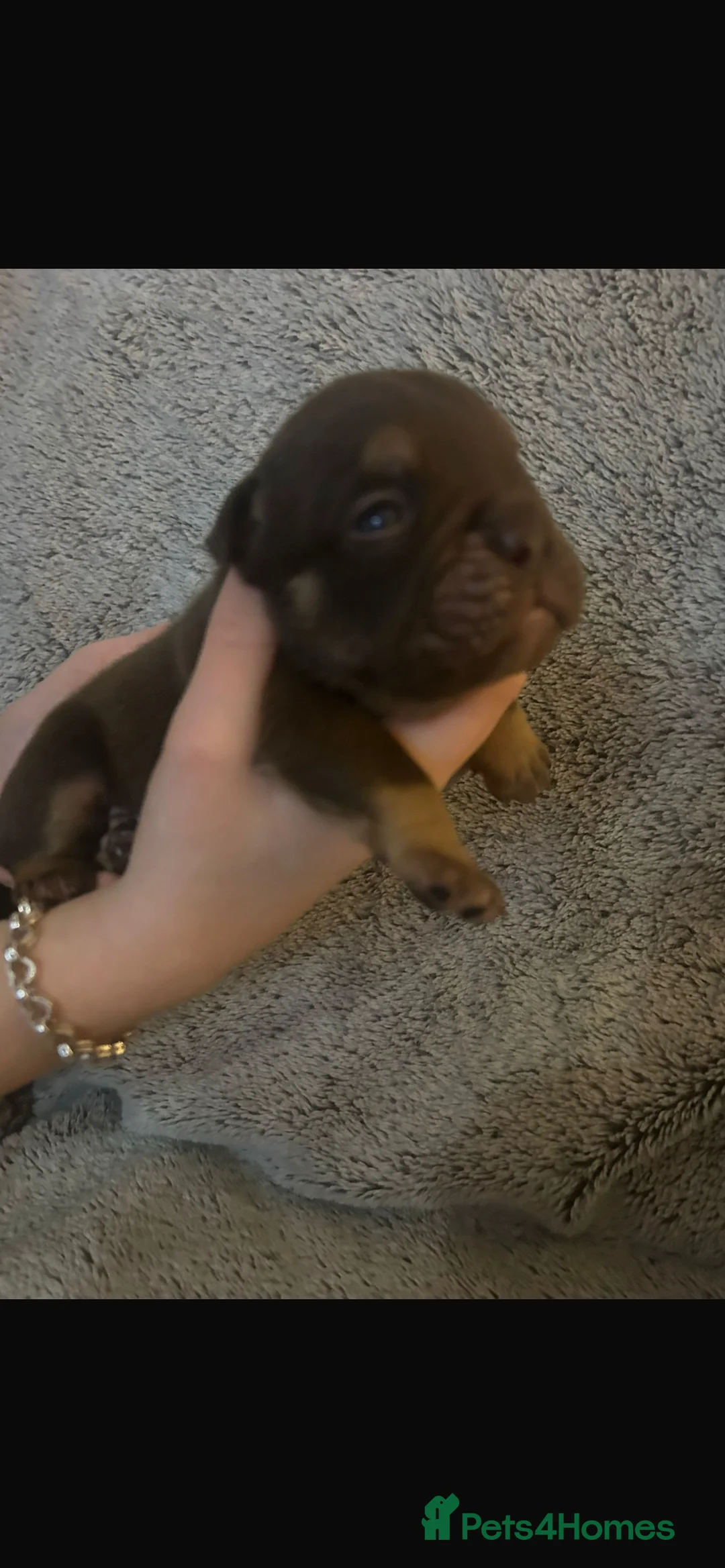 English Bulldog dogs for sale: Stunning pups  - Advert 9