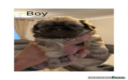 Shih Tzu dogs for sale: Imperial Shih Tzu - Image 5