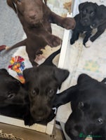 Mixed Breed dogs - Advert 8