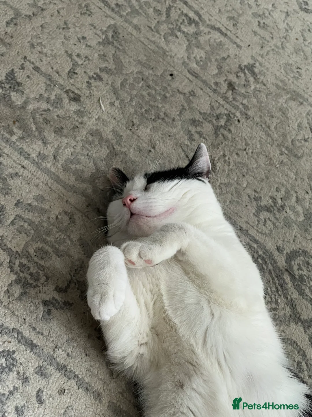 Mixed Breed cats for sale: Eclipse - Advert 7