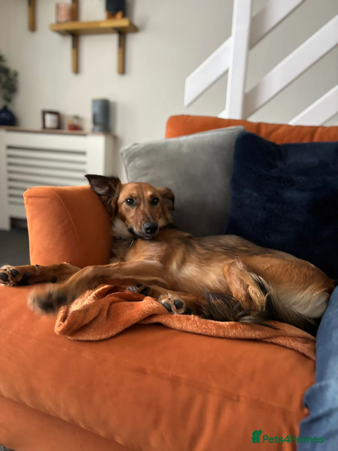 Mixed Breed dogs for sale: Pretty girl Trudi looking for her forever home  in Portsmouth - Advert 3