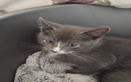 Mixed Breed cats for sale: Mixed Breed kittens for sale  - Image 12