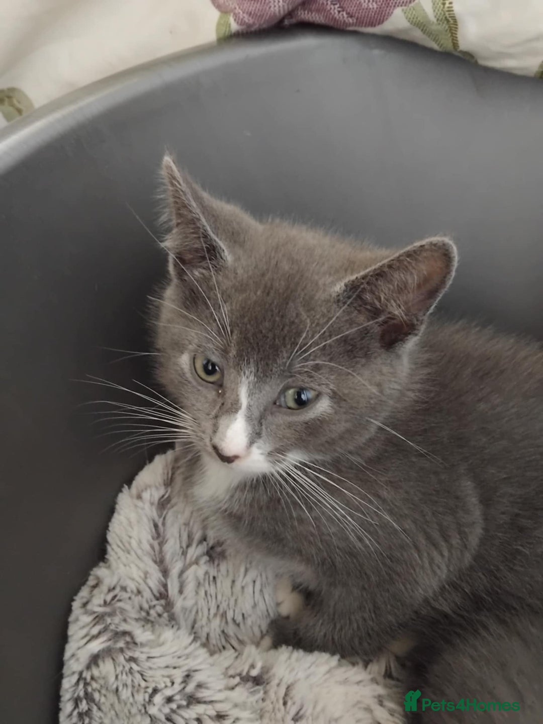 Mixed Breed cats for sale: Mixed Breed kittens for sale  - Image 12