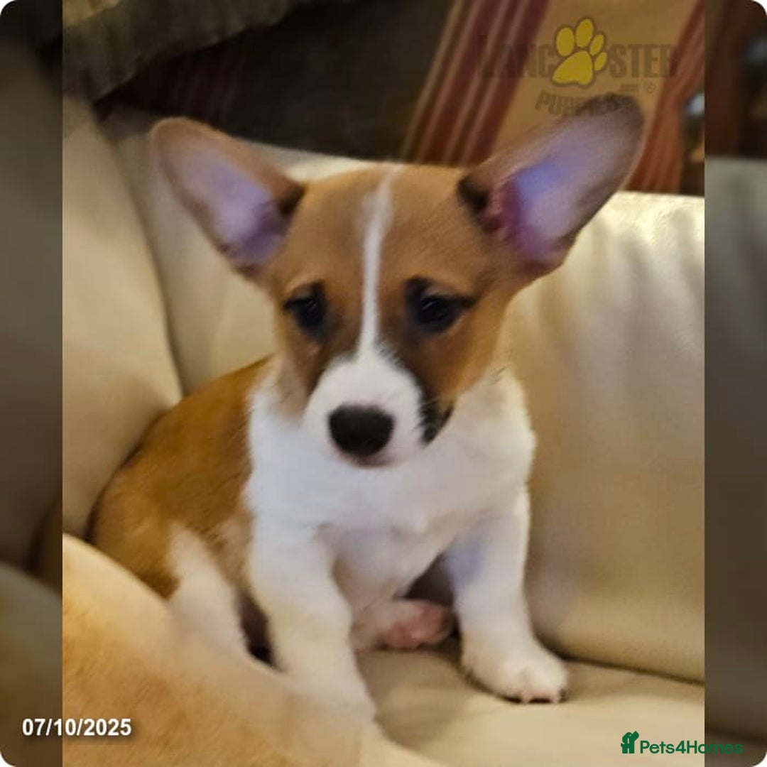 Airedale Terrier dogs for sale: Test advert - Advert 3