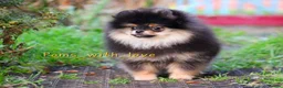 Pomeranian dogs for sale: RARE in size True mini pups 3💙 1🩷 40+🏆lines  - Advert 7