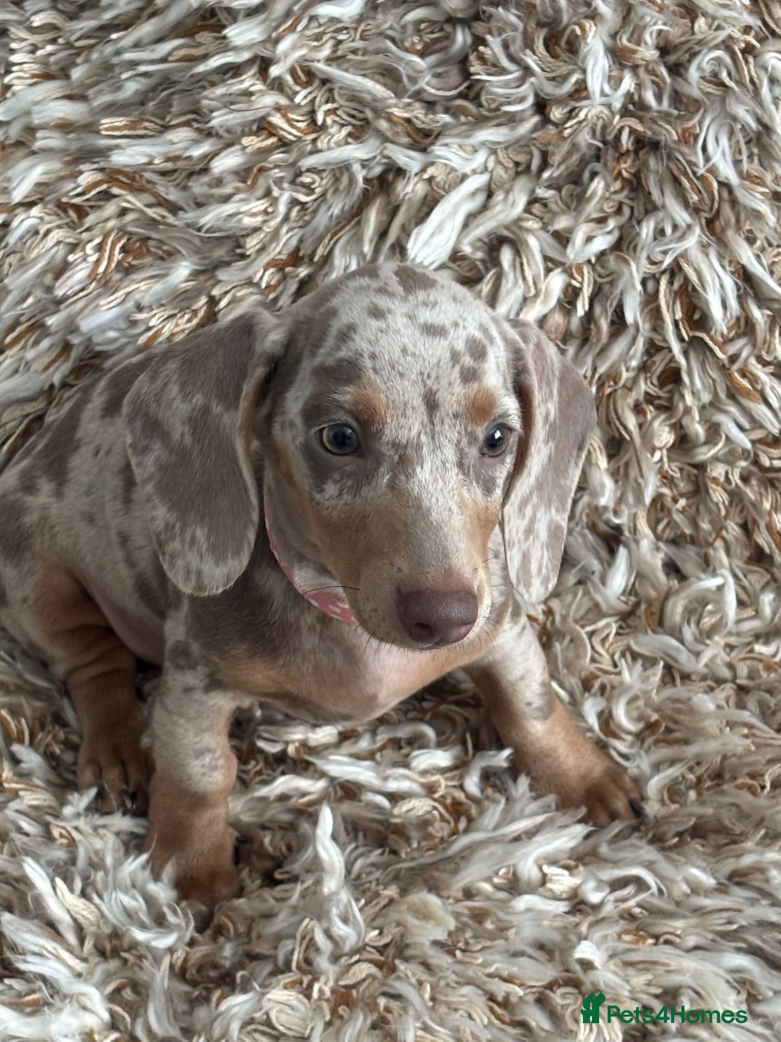 Miniature Dachshund dogs ✨1 LEFT miniature dachshund puppy READY TO LEAVE✨ - Advert 1