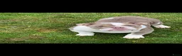 English Bulldog dogs for sale: READY TO LEAVE Fluffy English Bulldog Puppies - Advert 11