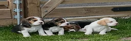 Beagle dogs for sale: Absolutely Stunning Puppies (KC reg) - Advert 5