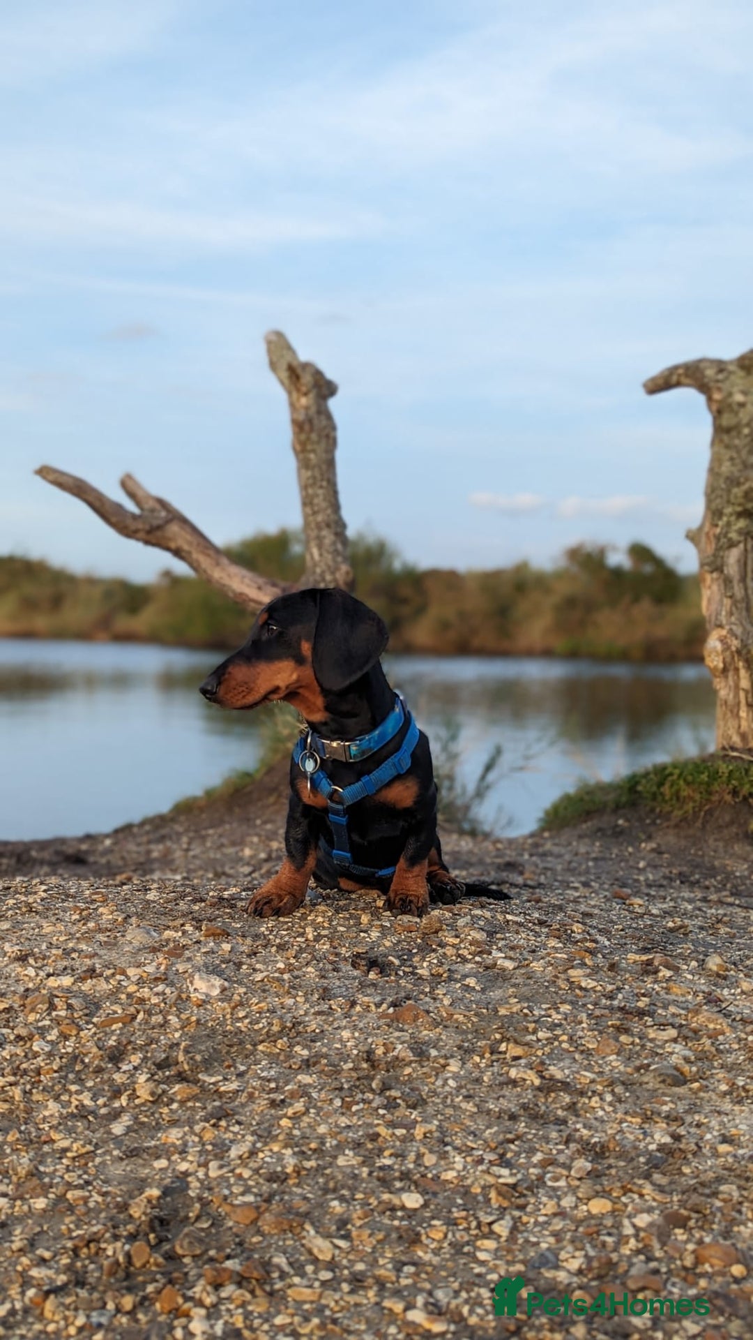 Dachshund dogs for stud: Standard black and tan dachshund for stud  - Advert 5
