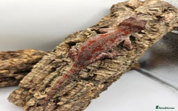 Gecko reptiles for sale: 5 Gargoyle Gecko Babies for sale - Image 9