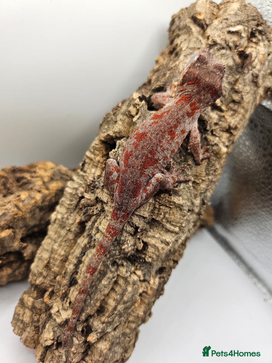 Gecko reptiles for sale: 5 Gargoyle Gecko Babies for sale - Image 9