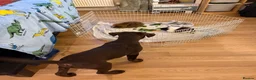 Guinea Pig rodents for sale: 2 Female Guinea Pigs in Littlehampton - Advert 3