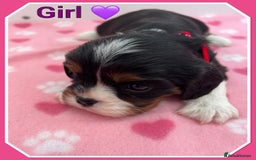 Cavalier King Charles Spaniel dogs for sale: 🐾 ADORABLE CAVALIER KING CHARLES SPANIEL PUPPIES  - Image 9