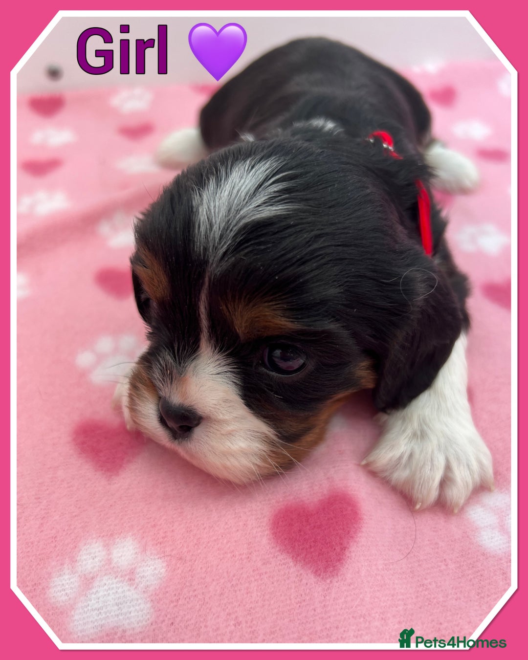 Cavalier King Charles Spaniel dogs for sale: 🐾 ADORABLE CAVALIER KING CHARLES SPANIEL PUPPIES  - Image 9