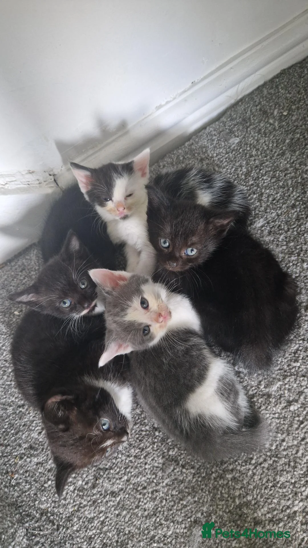 Mixed Breed cats for sale: Kittens for new home in Manchester - Advert 6
