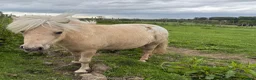 Shetland pony horses for sale: Beautiful Palomino Shetland  - Advert 9