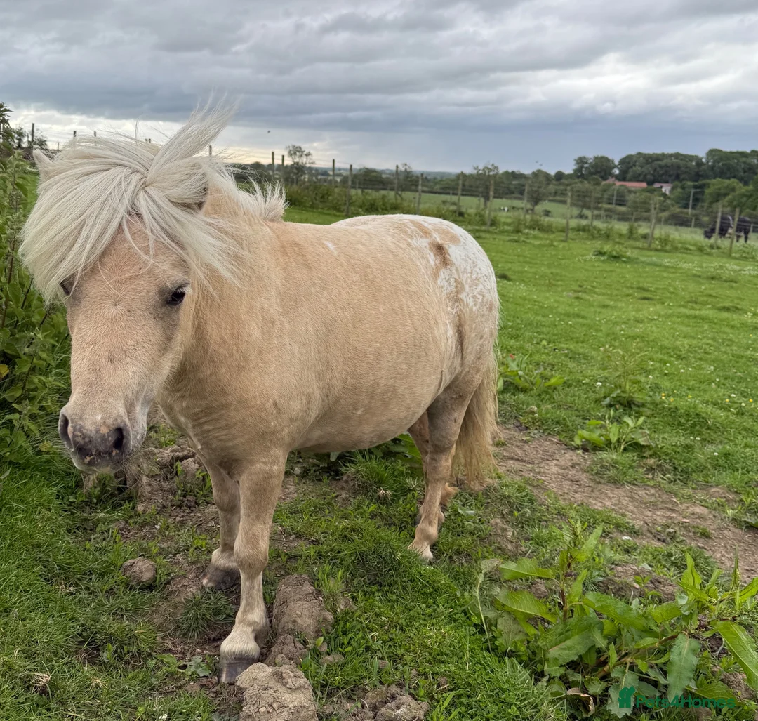 Shetland pony horses for sale: Beautiful Palomino Shetland  - Advert 9