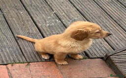 Golden Retriever dogs for sale: Dark fox red KC golden retriever puppies - Image 12
