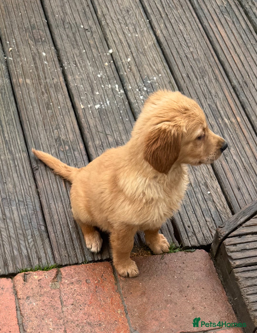 Golden Retriever dogs for sale: Dark fox red KC golden retriever puppies - Image 12