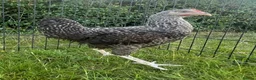 Chickens poultry for sale: Laying Hens  - Advert 2