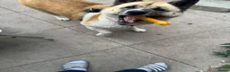 Akita dogs for sale: Female Akita  - Advert 2
